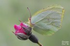 Gonepteryx cleopatra Gonepteryx cleopatra