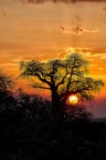 Tramonto nel Tarangire Tramonto nel Tarangire