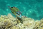Donzella Pavonina Donzella Pavonina