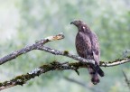 ..falco pecchiaiolo.. ..falco pecchiaiolo..