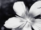 Purity Purity