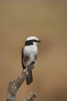 Averla groppabianca (Eurocephalus rueppelli) Averla groppabianca (Eurocephalus rueppelli)