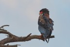 Falco giocoliere Falco giocoliere