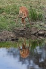 Dik-dik allo specchio Dik-dik allo specchio