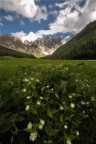 Val Venegia in fiore Val Venegia in fiore