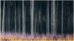 A Forest of Fey A Forest of Fey