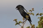 Corvinella melanoleuca Corvinella melanoleuca