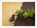 ombra e vite