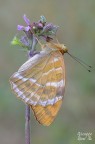 Argynnis paphia Argynnis paphia