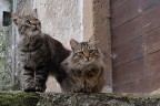 Gatti di Artena Gatti di Artena
