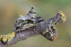 Proserpina Proserpina