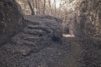 Nel bosco Nel bosco