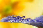 Si tratta di una macro fotografia che ritrae delle gocce d'acqua che riflettono al loro interno il soggetto che sta alle loro spalle.
It is a macro photograph that shows water drops that reflect the subject behind them. Drops e Flowers Gocce e Fiori Riflessi by Mario Nicorelli con Nikon D300s macro