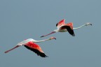Fenicotteri in volo Fenicotteri in volo