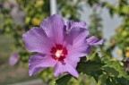 Il…. fiore Il…. fiore