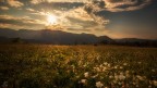 ..wild flowers.. ..wild flowers..
