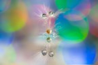 Si tratta di una macro fotografia che ritrae delle gocce d'acqua che riflettono al loro interno il soggetto che sta alle loro spalle.
It is a macro photograph that shows water drops that reflect the subject behind them. Drops e Flowers Gocce e Fiori Riflessi by Mario Nicorelli con Nikon D300s macro fotografia
