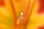 Si tratta di una macro fotografia che ritrae delle gocce d'acqua che riflettono al loro interno il soggetto che sta alle loro spalle.
It is a macro photograph that shows water drops that reflect the subject behind them. Drops e Flowers Gocce e Fiori Riflessi by Mario Nicorelli con Nikon D300s macro fotografia