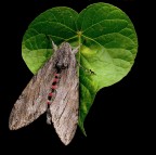 *** Cuore di farfalla ***