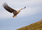 Aquila di mare a caccia Aquila di mare a caccia
