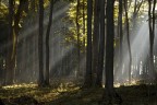 nel bosco nel bosco