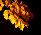 Luce nell'autunno Luce nell'autunno