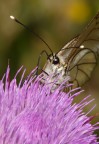 Ritratto Aporia crataegi