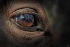 ..horse's eye..