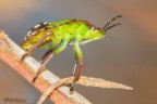 Cimice Verde Cimice Verde
