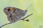 Lasiommata megera Lasiommata megera