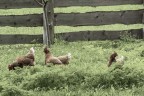 Le tre comari Le tre comari