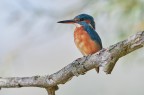 Kingfisher Kingfisher