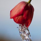 drop drop