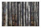 Alberi Alberi