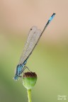 Ischnura elegans Ischnura elegans