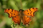 farfalla arancione... farfalla arancione...