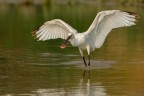 Spatola (Platalea leucorodia) Spatola (Platalea leucorodia)