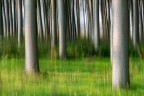 Trees Trees