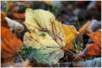 Nel prato autunnale Nel prato autunnale