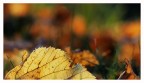 Nel prato autunnale