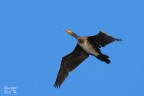 Cormorano