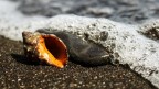 gentili regali dall'oceano gentili regali dall'oceano