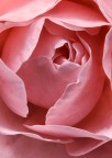 Rosa Rosa