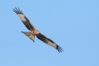 Nibbio reale (Milvus milvus)
