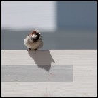 passero passero