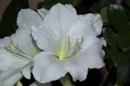 Lilium bianco Lilium bianco
