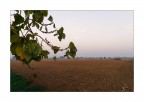 Monotonie padane. Autunno. Monotonie padane. Autunno.