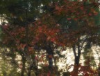 autumn autumn