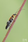 Oedemera flavipes Oedemera flavipes