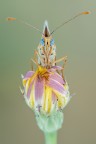 I colori della natura I colori della natura